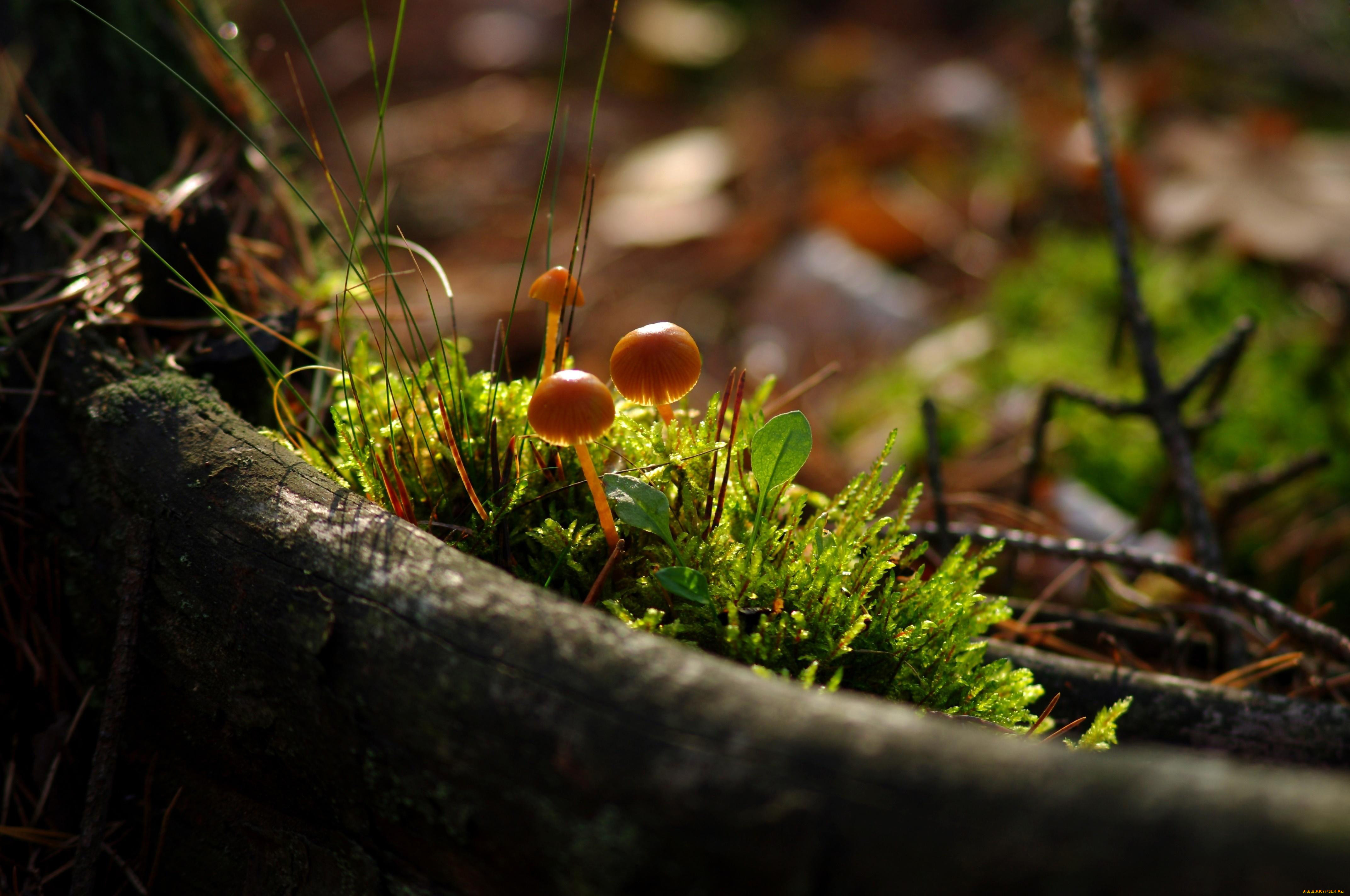 Грибы природа лес. Моховидные грибы. Грибы в лесу. Осенние грибы. Грибной лес.